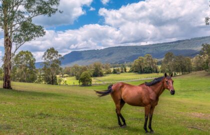 Horse on acerage Tamborine