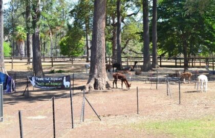 Mountview Alpaca Farm