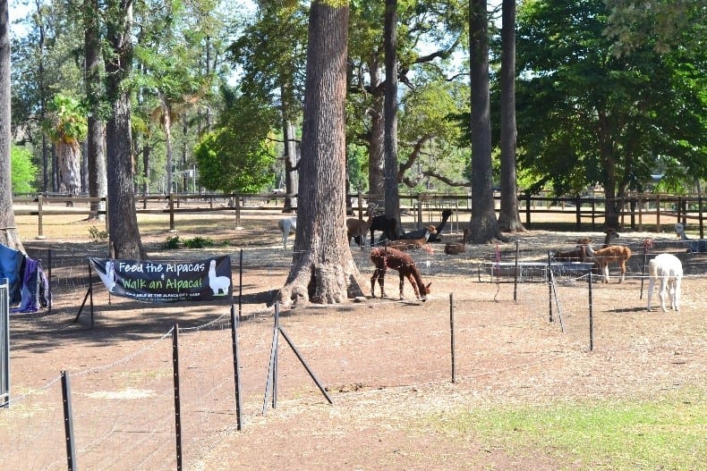Mountview Alpaca Farm