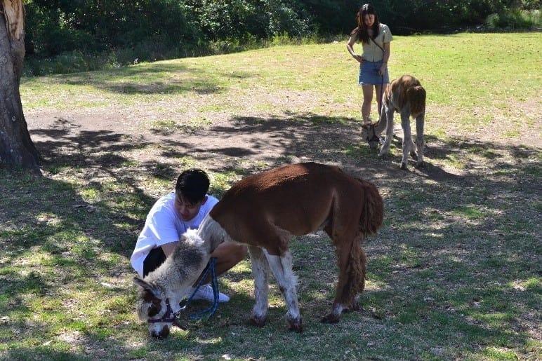 Mountview Alpaca Farm 